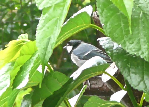 �C�V�K�L�V�W���E�J��