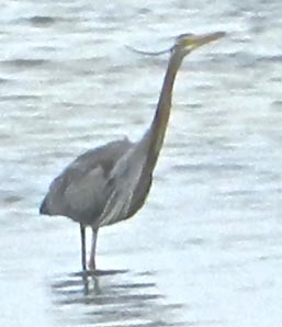 �����T�L�T�M