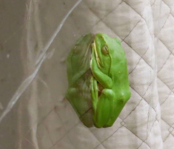 �V�����[�Q��