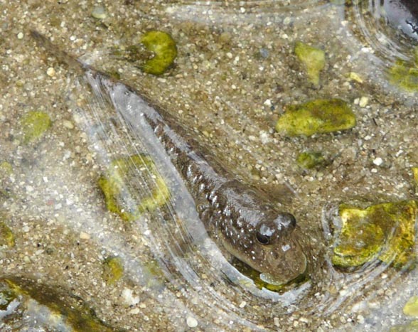 �~�i�~�g�r�n�[