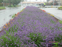 ラベンダーマルシェ